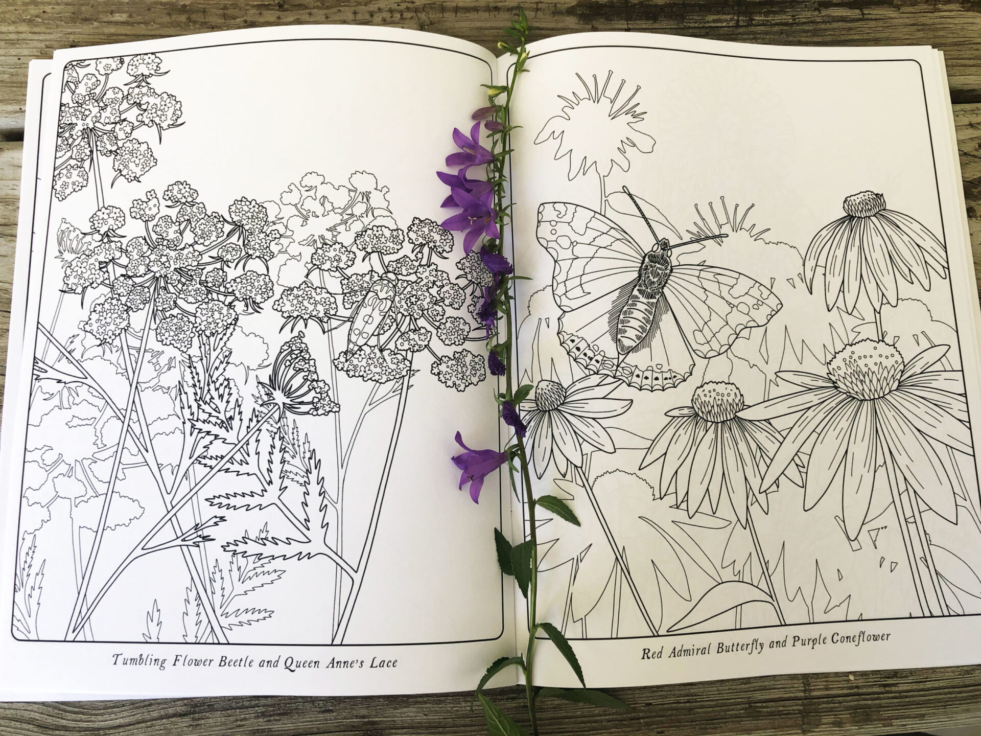 pollinators-coloring-book-melissa-washburn-illustration-design