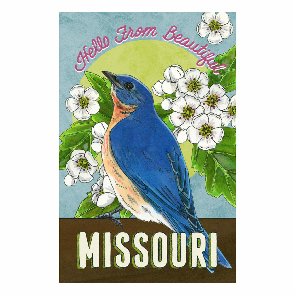 Illustration of an Eastern bluebird and white hawthorne on a vintage-style state postcard for Missouri