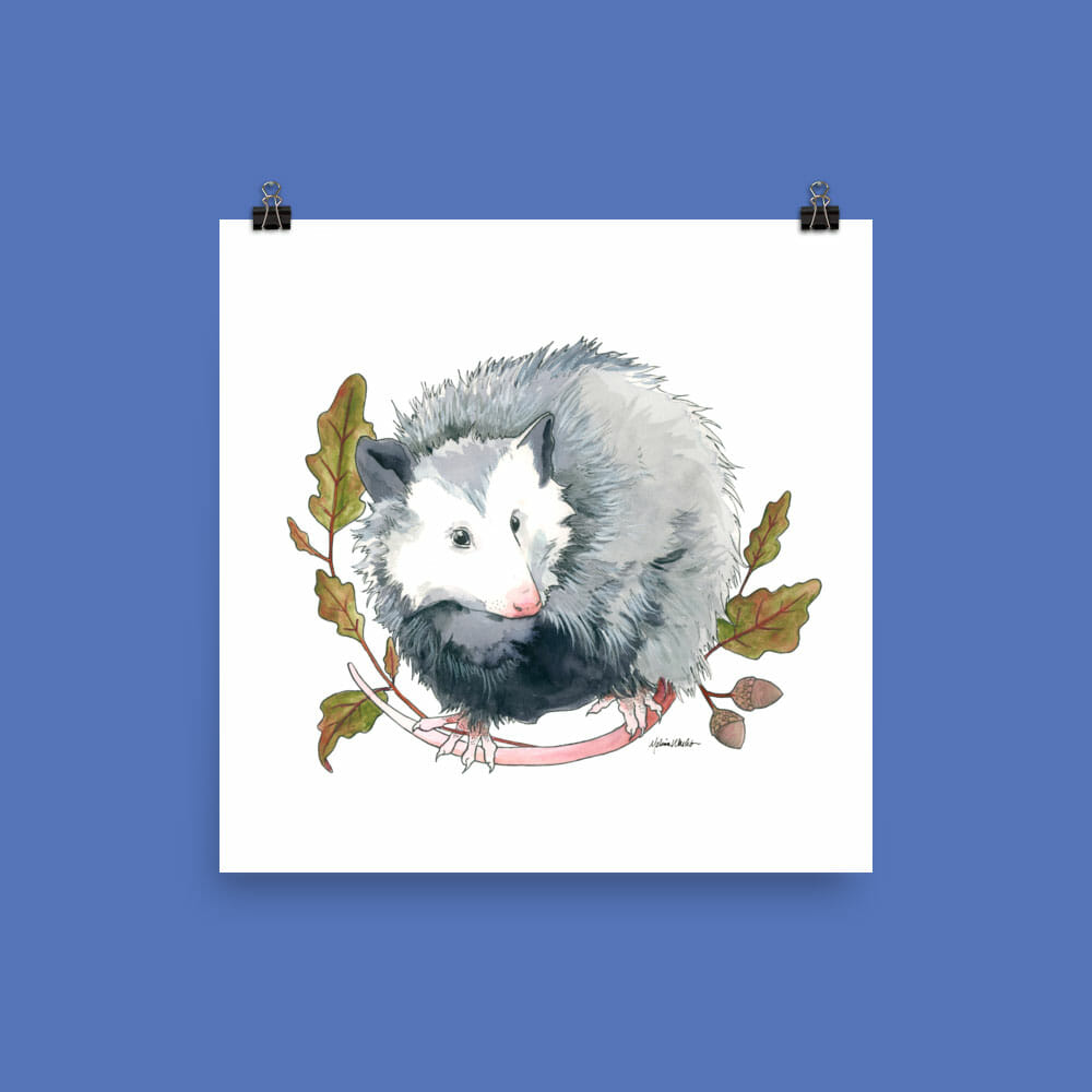 Wallpaper nature, background, possum images for desktop, section животные -  download