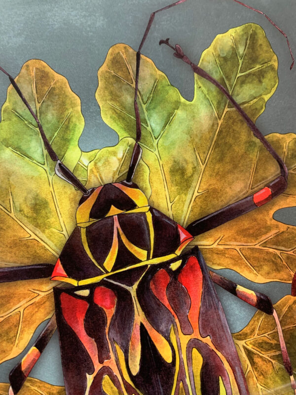 Closeup detail of an art print of a colorful harlequin beetle illustrated in watercolor with fig fruit and leaves