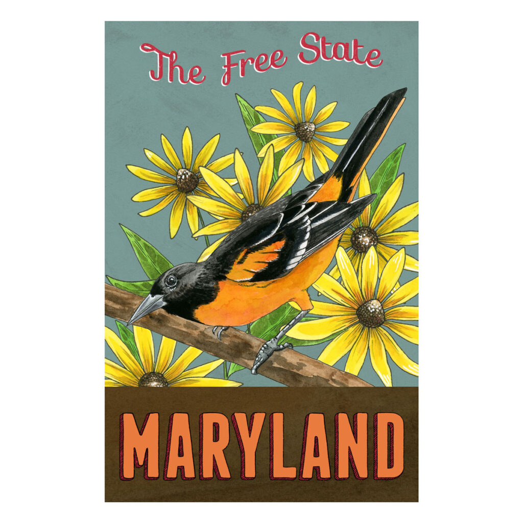Vintage-style postcard illustration of the Maryland state bird (Baltimore Oriole) and flower (Black-eyed susan)