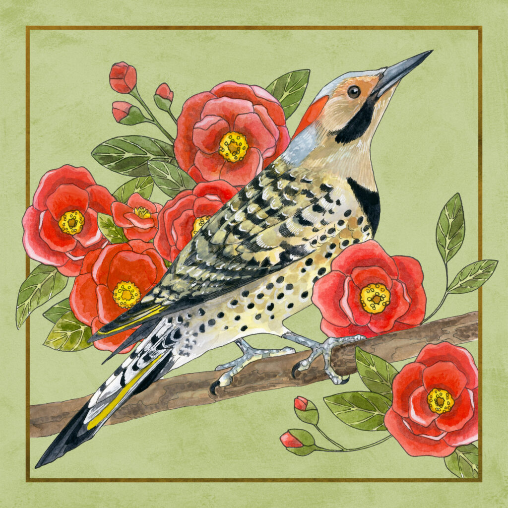 Watercolor and ink illustration of a Northern flicker and camellia blossoms