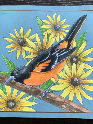 Baltimore oriole and wildflower illustration