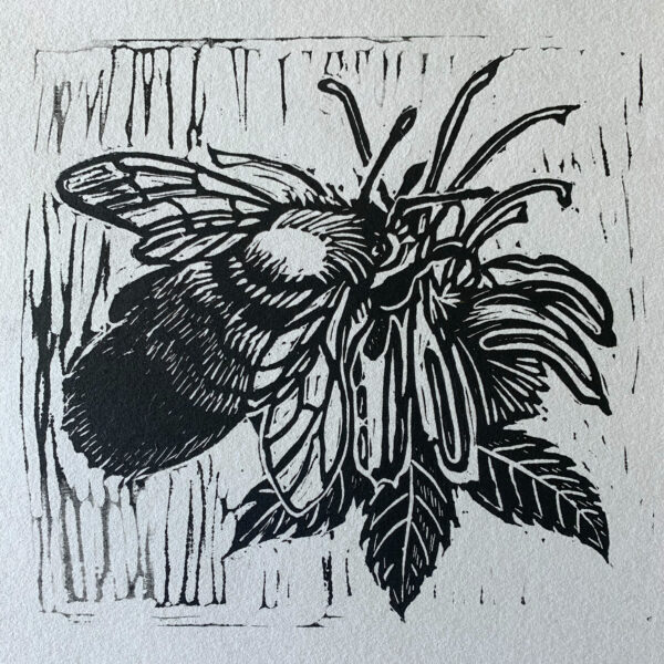 a black linoleum block print of a rusty patched bumblebee on a bee balm blossom